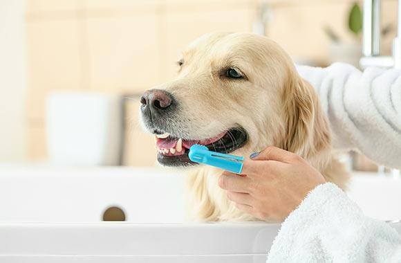 Selling 10,000+ units, the cold tooth-cleaning artifact bursts into flames and sweeps the overseas pet market