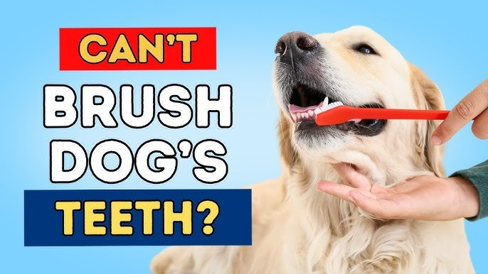 Selling 10,000+ units, the cold tooth-cleaning artifact bursts into flames and sweeps the overseas pet market